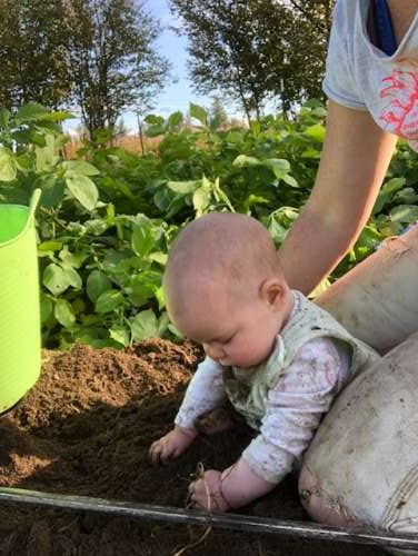 Harvesting isn't nearly as efficient while supporting a baby who cannot sit by herself.