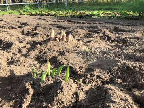 Peas vs. potatoes!  I found this after harvesting one day.