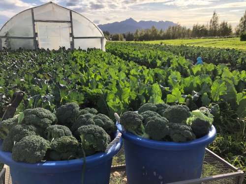 Lots of broccoli! You can see a blue dot on the right side--that is Opal harvesting side shoots.