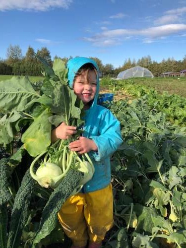 Opal helps carry kohlrabi to the harvest bin.