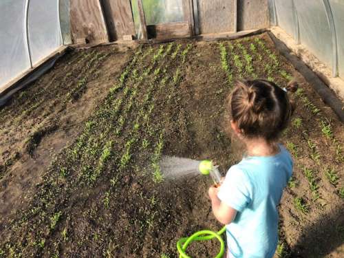 Opal helps water our late spinach in the "bean house"...sowed after beans were removed.  It takes about twice as long to do these simple tasks with her eager help! 