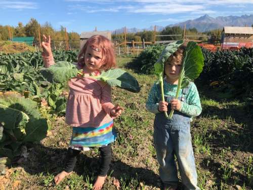 Brussels sprouts leaves fashionistas