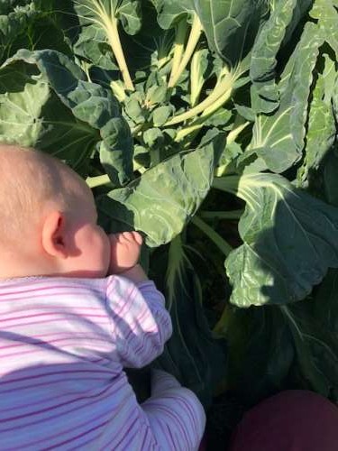 Fern is a big helper in the Brussels sprouts 