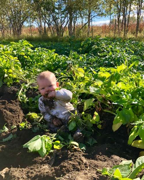 Fern helps harvest potatoes.  It's okay for babies to mouth nightshade leaves...right?