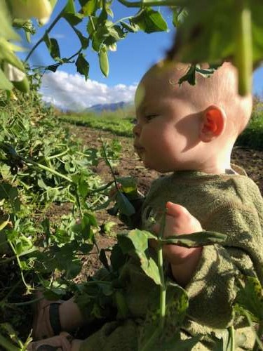 Fern tastes pea tendrils while I collect the remaining peas