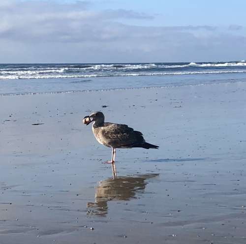 We drank champagne on the beach and lost our cork to this gull.