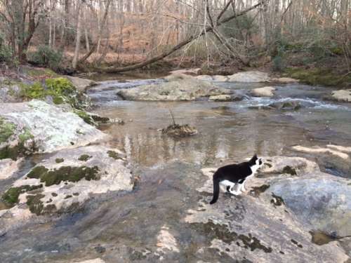 Here's Hoshi, the owner of the paw you met a few photos ago. The tale that cats don't like water does not apply with any of my cats.