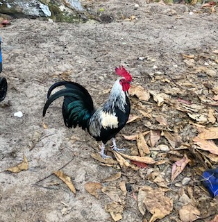 Our favorite rooster--a very attentive partner and dad to his little family.