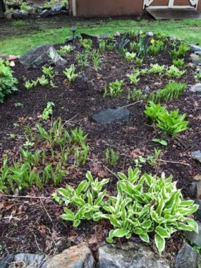 The hosta bed is starting to awaken from a long winter nap.  