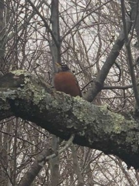 This robin was the first creature to say, “Spring is here!”