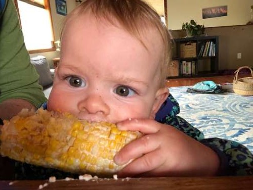 Corn--very farm from a foraged edible and not even close to being harvestable up here in AK, but it is a sure sign of warm weather to come!  