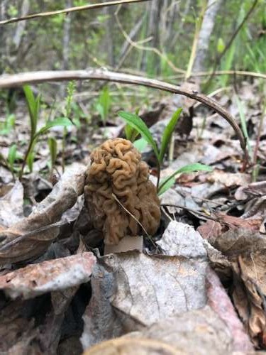 A beautiful, potentially toxic, false morel.  I saw many of them!