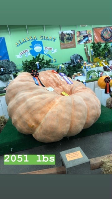 Hot dry weather means happy pumpkins.  This is a state record holder at the Alaska State Fair