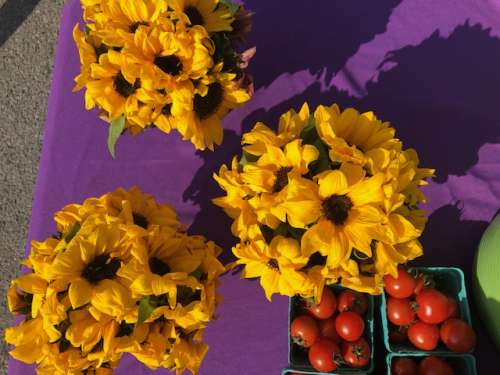 Happy flower and tomatoes from Sun Circle Farm