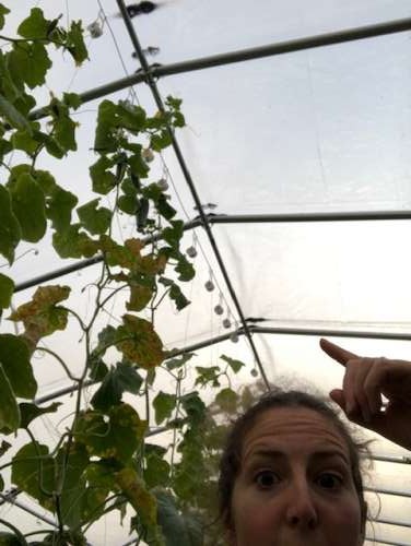 thirteen foot tall cucumber vines!