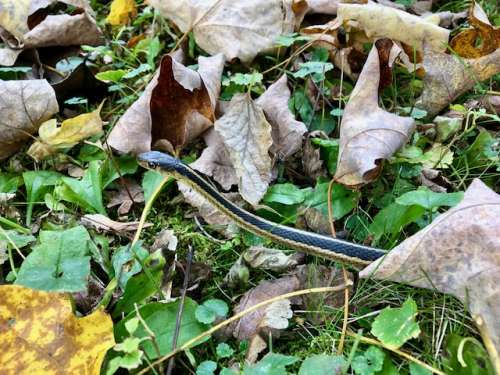 There is still lots of wildlife in the burbs.  This little garter snake was awfully used to people.  I think it would have let me pick it up if I tried!