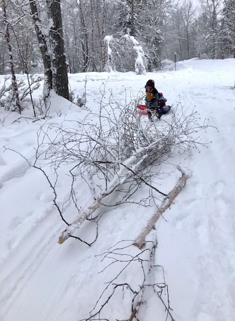 A few of the birch branches we collected.  My kids might think I'm a bit crazy...