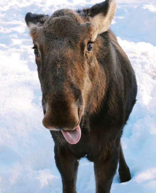 Watching nature from a distance is a great stress relief. This little brother moose makes fun of us on the daily.