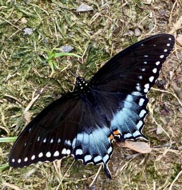 A butterfly recently hatched from a cocoon in my yard looks like a flying flower. 