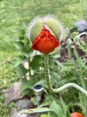 Before blooming, this poppy looked like it was wearing mouse ears.