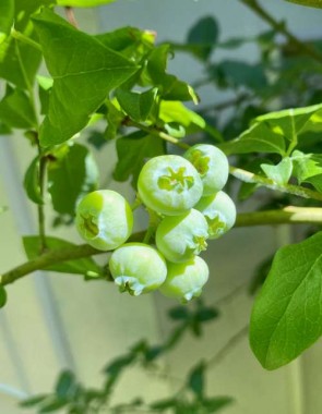 I can’t wait for my blueberries to turn blue!
