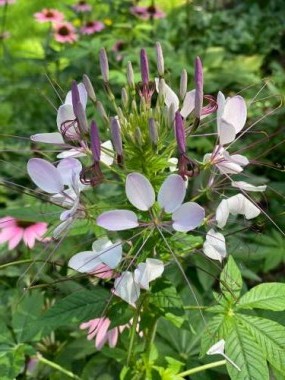 Cleome,  or spider plant, blooming!