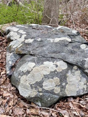 The natural lichen on this rock is lovely.  NO, Ponyboy - “Nature’s first green” is NOT gold; Nature’s first green are weeds. Weeds popping up everywhere, like the invasive barberry behind the rock that needs to be taken out. 