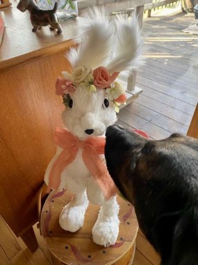 This adorable, big bunny was a birthday present from a friend. Odin became obsessed - sitting near it, sniffing it, and laying beneath it. Made of paper mache, Odin never chewed it or otherwise hurt it. Did he think it was real?