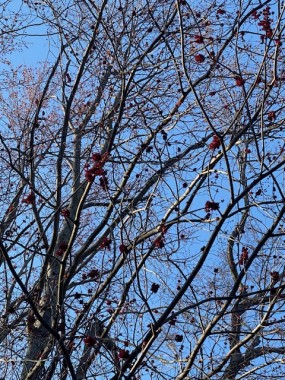 Blooms on trees are starting to show