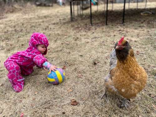 My daughters do love their hens!