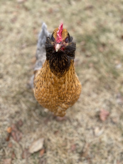 Kiki/Hana Gana/Shadow--My favorite hen 