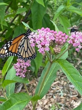 I took this on a walk. There are mikweed plants in front of our house. Despite the massive efforts, monarch butterfly numbers are still declining, down another 20% from the previous year.