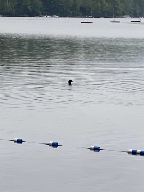 An adult loon swims nearby 