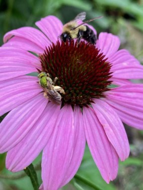 Two members of the Hymenoptera order are busy and buzzing on a coneflower.