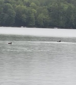 Swimmin’ with the loons!
