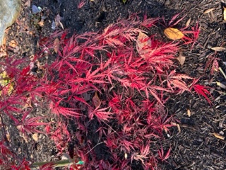Most all of the leaves have fallen off the trees, but this young Japanese maple still has stunning color.