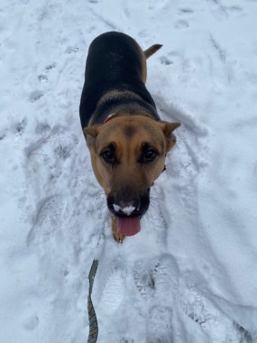 Tell us, Scarlett, how do you feel about winter snow and ice?