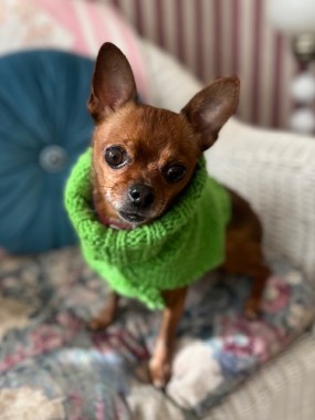 Pip is a real leprechaun in his fetching green sweater Mommy knitted for him to keep warm on cold March days!