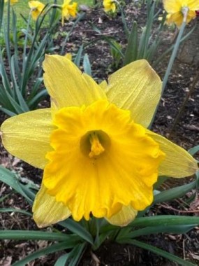 Spring bulbls are here like these daffodils…