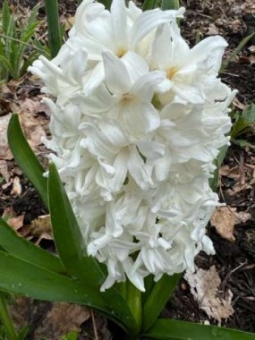 And fragrant hyacinth bulbs.  This one reminds me of a great big ice cream cone!