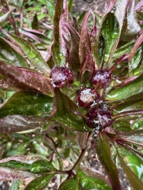 The peonies are forming blooms - a promise of beauty to come!