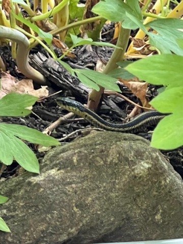 A garter snake scopes, (not a sign of aggression) to see what I am going to do. 