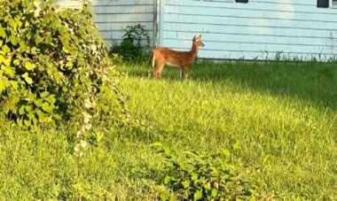 We’ve seen so many little babies, like this fawn, all over town.