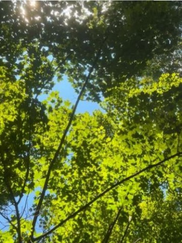 The current view from our hammock. Pretty soon, this maple tree’s leaves will turn colors and drop. 