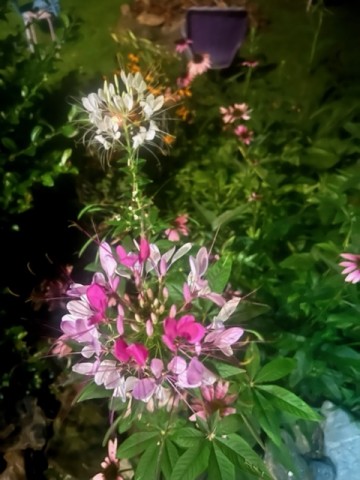 My favorite late summer flower is in full bloom, (cleome, or spider plant)