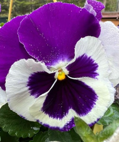 Pansies are one of the first flowers to bring cheer and can handle chilly New England spring air.