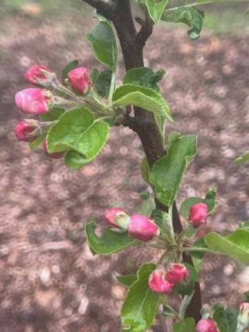 Little buds on an apple tree…