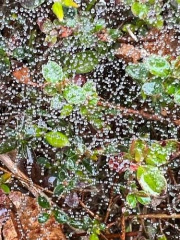 A spidery web catches rain droplets on emerging azalea leaves.