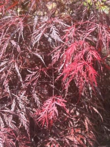 I love the red leaves of the Japanese maple and what I call my “Zen garden”.