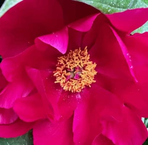 This peony is so vibrant in fuschia. The cooler temps and dry beginning to the month produced beautiful peonies this season. 